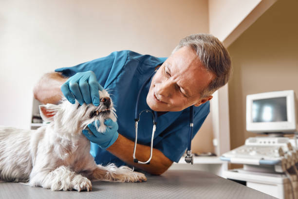 Best Broken or Chipped Tooth Repair in Jermyn, PA